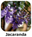 Jacaranda